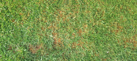 Naklejka premium Green lawn with dry brown grass patches
