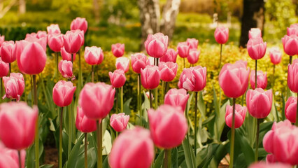 Obraz premium A vibrant field of pink tulips in natural sunlight, soft details and lush greenery create a refreshing spring mood, perfect for wallpapers, marketing visuals, and romantic designs.