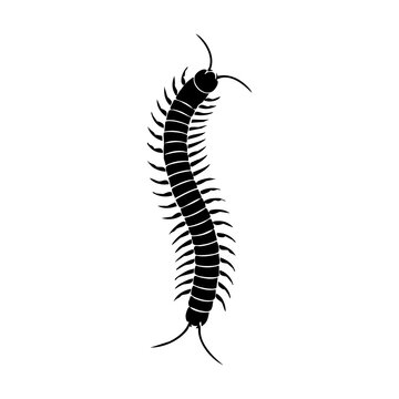 Centipede vector silhouette