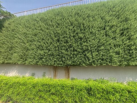 Dense evergreen hedge or shrub that Appearance Uniform bright green foliage clipped flat against a wall or fence line.
Boundary screening, privacy hedging, and ornamental garden framing.