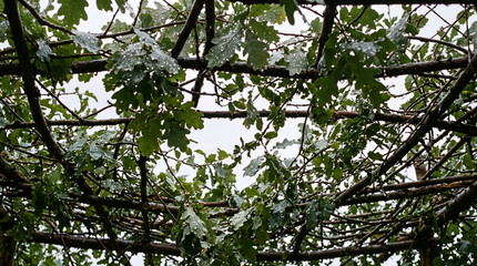 Fototapeta premium Rain beads on oak leaves and cut branches of a roof seen from underneath against a pale grey sky