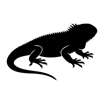 Iguana vector silhouette