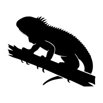 Iguana vector silhouette