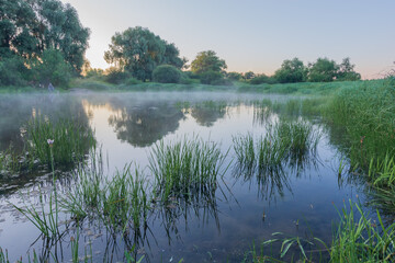 Obraz premium A serene mist hovers over a calm river at sunrise, reflecting lush green trees and tall reeds in the quiet water.