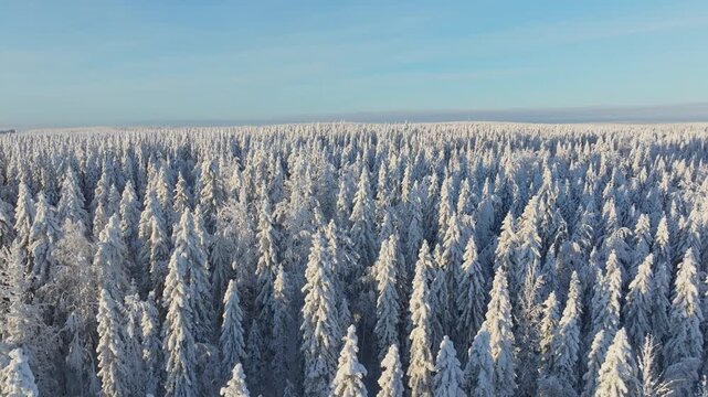 Aerial drone view of a snowy pine forest on a bright winter day. Cold fir trees covered in snow, seasonal winter nature background.