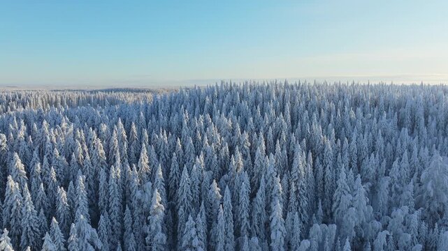 Aerial drone view of a snowy pine forest on a bright winter day. Cold fir trees covered in snow, seasonal winter nature background.