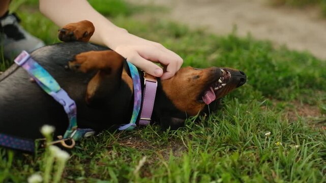 The owner pets a cute dachshund lying on its back on the green grass outdoors.