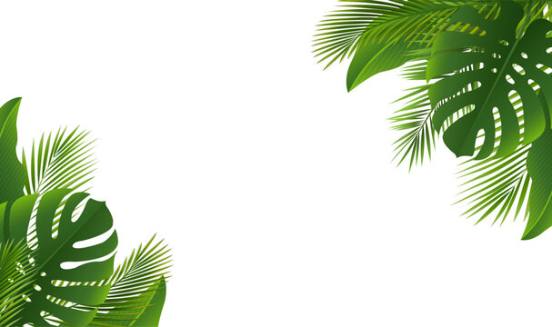 Green Palm Tree Branch Frame White Background