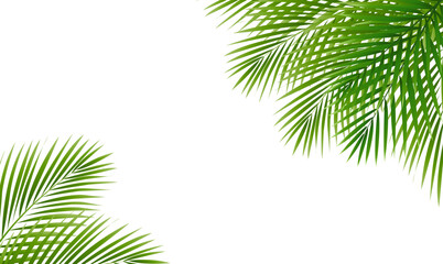 Obraz premium Summer Frame And Palm Tree Leaves