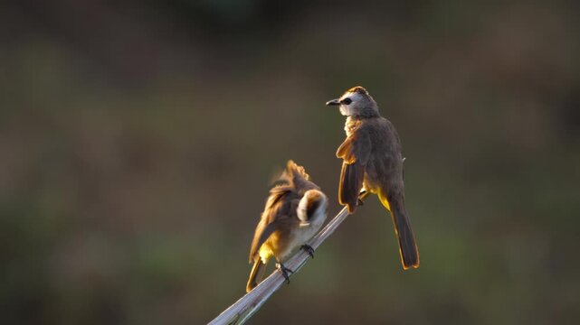 Two yellow-vented bulbuls preen and groom their feathers while perched on a branch in warm golden sunset light, close-up shot