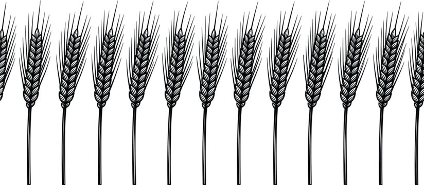 Seamless horizontal border of hand drawn black and white wheat ears vector illustration for agricultural frame design