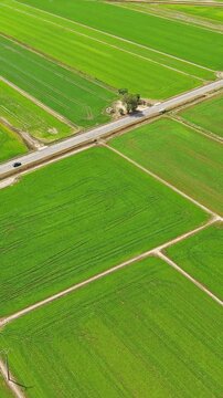 Aerial view of green rice fields in Ebro Delta Natural Park, Deltebre, Catalonia, Spain