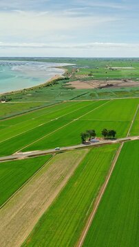 Green rice fields in Ebro Delta, Catalonia, SpainDeltebre