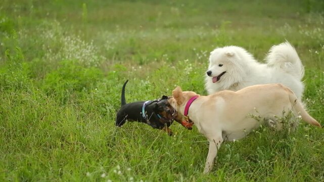Three happy dogs playing together in a green field during summer