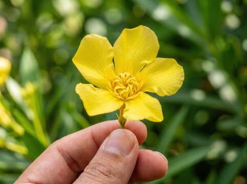 Person holding a single yellow oleander flower with oleander, botanical