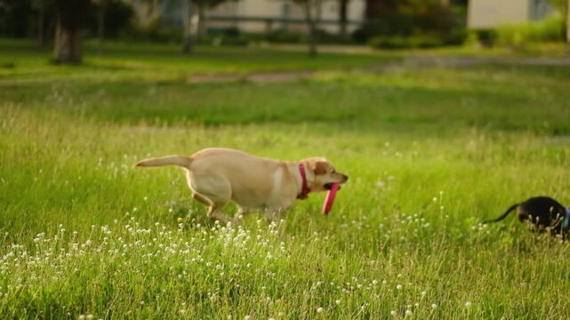 Two happy dogs play together on a green field in summer.