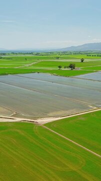 Aerial view of flooded rice fields in Ebro Delta Natural Park, Deltebre, Catalonia, Spain