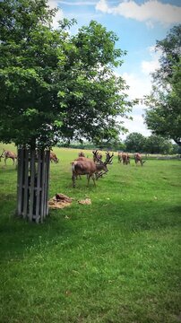 Herd of wild deer grazing peacefully on grass in Richmond Park, London. British wildlife in a natural park landscape on a sunny day, showing animals feeding in a peaceful green environment.