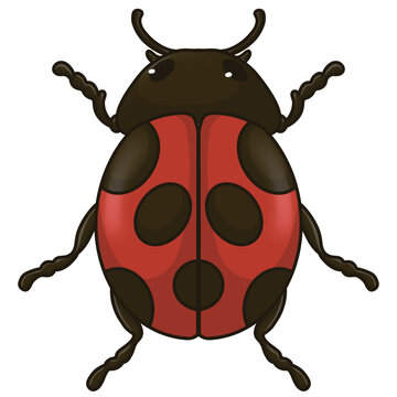 Cute Ladybug Beetle Illustration