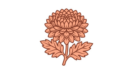 Fototapeta premium Pink chrysanthemum with leaves botanical drawing on white.