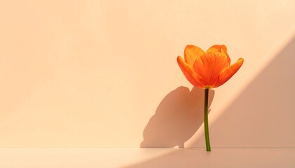 Fototapeta premium Orange Flower with Shadow on Neutral Background – Minimalist Visual for Editorial, Lifestyle, or Seasonal Branding Themes