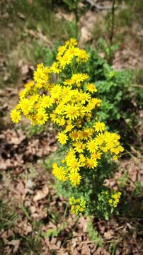 Common ragwort with bright yellow flowers swaying gently in a mild breeze on a sunny day. Wildflower blooming in a natural meadow, creating a peaceful summer nature scene.