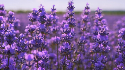 Obraz premium Powerful macro photo of purple lavender flowers in soft light, dreamy bokeh background, vivid color and natural beauty for stunning wallpapers, garden decor and design projects, high resolution.