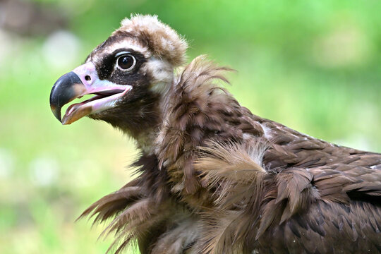 Cinereous vulture portrait