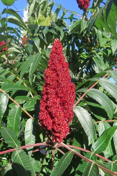 Rhus typhina flowers (Staghorn sumac tree)