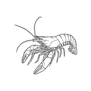 Illustration of a crayfish line art drawing for seafood menu design or educational marine life coloring.
