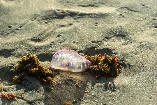 Portuguese Man o' War Washed Ashore at Tabatinga Beach, Conde, Para&iacute;ba, Brazil