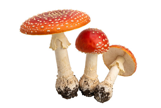 Three Vibrant Amanita Muscaria Mushrooms with Red Spotted Caps