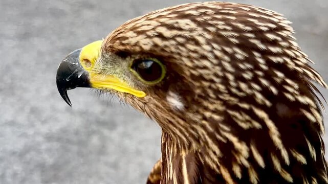 High-angle iPhone close-up of a juvenile Black Kite hawk blinking its detailed eye with nictitating membrane, showcasing sharp beak and beautiful brown feathered texture.