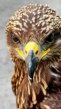 High-angle iPhone close-up of a juvenile Black Kite hawk blinking its detailed eye with nictitating membrane, showcasing sharp beak and beautiful brown feathered texture.