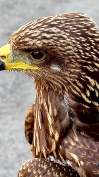 High-angle iPhone close-up of a juvenile Black Kite hawk blinking its detailed eye with nictitating membrane, showcasing sharp beak and beautiful brown feathered texture.