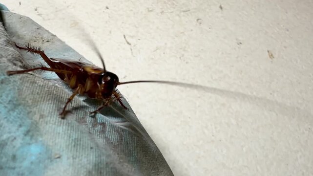 Close-up of a large brown cockroach crawling in a dirty wall corner inside a house. Pest control concept highlighting unsanitary conditions, urban infestation, and household bug problems.