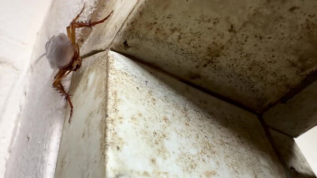 Close-up of a large brown cockroach crawling in a dirty wall corner inside a house. Pest control concept highlighting unsanitary conditions, urban infestation, and household bug problems.