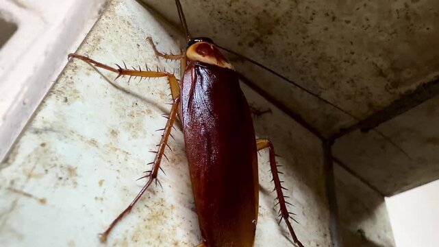 Close-up of a large brown cockroach crawling in a dirty wall corner inside a house. Pest control concept highlighting unsanitary conditions, urban infestation, and household bug problems.