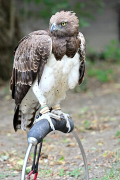 Martial eagle falconry