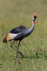 Obraz premium Grey crowned Crane (Balearica regulorum) walking on the fields of the Masai Mara National Park in Kenya