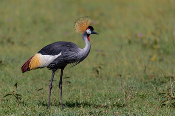 Obraz premium Grey crowned Crane (Balearica regulorum) walking on the fields of the Masai Mara National Park in Kenya