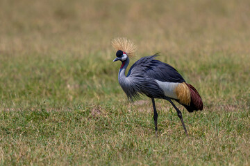 Obraz premium Grey crowned Crane (Balearica regulorum) walking on the fields of the Masai Mara National Park in Kenya