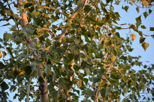 Green poplar leaves in golden sunset light against clear blue sky outdoor natural background photo
