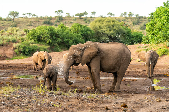 Elephant herd earching for food and water in Mashatu Game Reserve in the Tuli Block in Botswana.