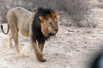 Lion (Panthera leo) hanging around in the sand of the Kgalagadi Transfrontier Park in South Africa, part of the  Kalahari Desert. © henk bogaard