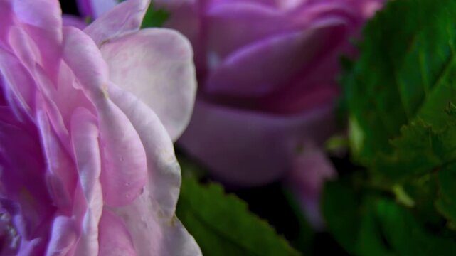 Pink rose (Rosa x odorata) botanical specimen rotating against a black background, close-up of detailed petals.