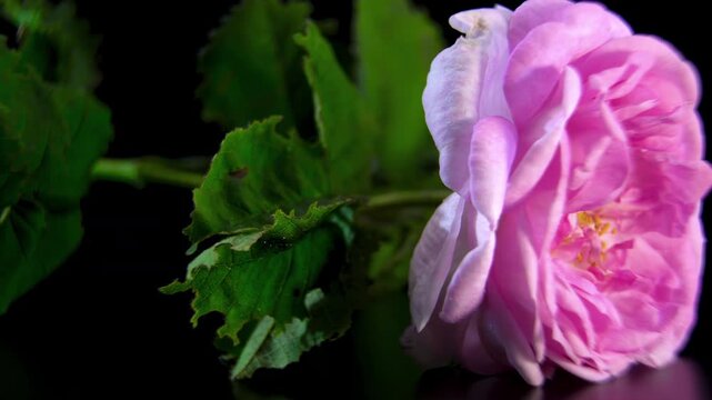Pink Tea Rose with Stem and Leaves Rotating on Black Background