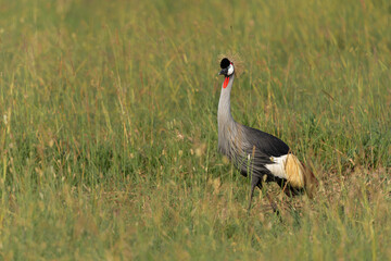 Obraz premium Grey crowned Crane (Balearica regulorum) walking on the fields of the Masai Mara National Park in Kenya