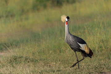Obraz premium Grey crowned Crane (Balearica regulorum) walking on the fields of the Masai Mara National Park in Kenya