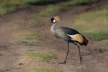 Obraz premium Grey crowned Crane (Balearica regulorum) walking on the fields of the Masai Mara National Park in Kenya